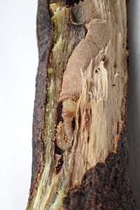 Neocuris dichroa, PL3926, larva, in Eutaxia diffusa x E. microphylla, MU, 12.0 × 2.4 mm